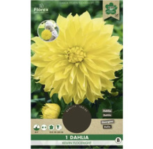 Jiřina Kelvin Floodlight, cibulovitá rostlina