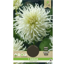 Balení bílé jiřinky ''White Star''