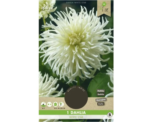 Jiřina Florex Dahlia 'White Star' 1 ks