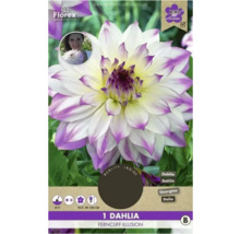 Jiřina Ferncliff Illusion, jedna květina