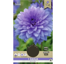 Cibulka jiřinky Blue Boy