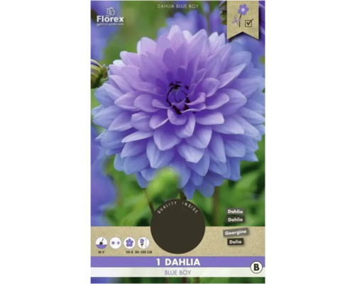 Jiřina Florex Dahlia 'Blue Boy' 1 ks