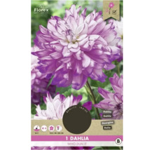 Cibulka jiřinky ''Who Dun It''