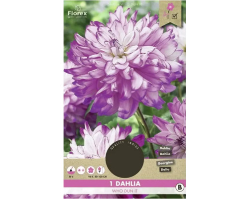 Jiřina Florex Dahlia 'Who Dun It' 1 ks