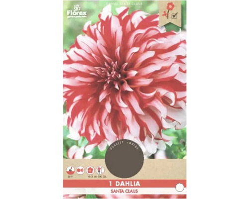 Jiřina Florex Dahlia 'Santa Claus' 1 ks