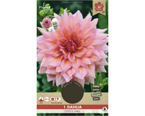 Jiřina Florex Dahlia 'Otto's Thrill' 1 ks