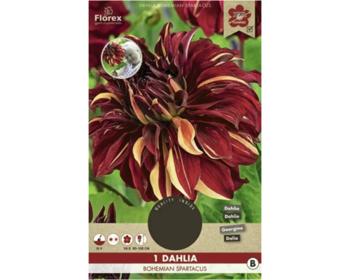 Jiřina Florex Dahlia 'Bohemian Spartacus' 1 ks