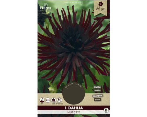 Jiřina Florex Dahlia 'Nuit d'été' 1 ks