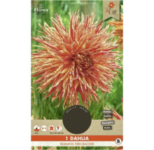 Jiřinka Rejmans Firecracker