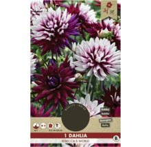 Jiřina Rebecca''s World, vícebarevný květ