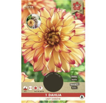 Rostlina Dahlia Lady Darlene