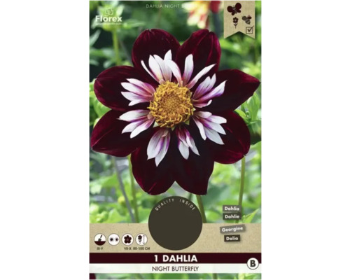 Jiřina Florex Dahlia 'Night Butterfly' 1 ks