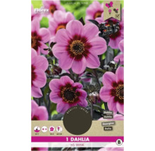 Balíček rostlin Dahlia HS Wink