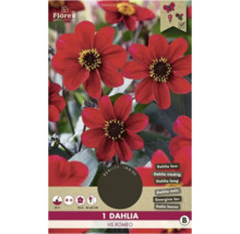 Balení jedné nízké jiřinky HS Romeo, doba květu od července do října, výška 50 až 60 centimetrů, vhodné pro včely