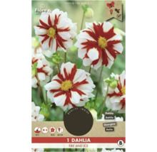 Jiřina Fire and Ice, rostlina s červenými a bílými květy