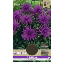 Balení nízké, modré jiřinky ''Blue Record''