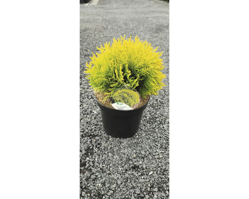 Žlutá zerav západní Mirjam v květináči