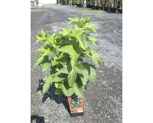 Rybíz v květináči