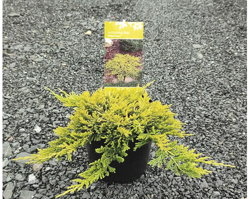 Jalovcová rostlina v květináči