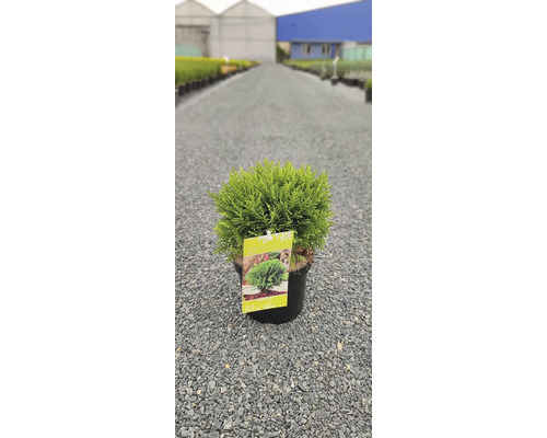 Zerav kulovitý v květináči na štěrkové cestě