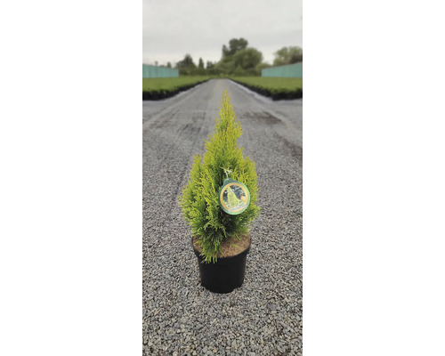 Zlatý smaragdový cypřiš v květináči