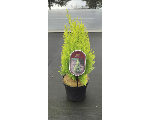 Thuja Orientalis Elegantissima v květináči