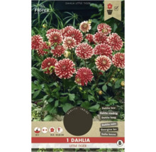Jiřina Florex Dahlia 'Little Tiger' 1 ks