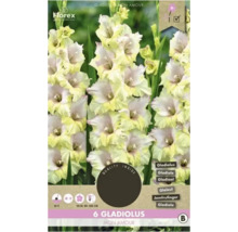 Balení šesti cibulí mečíku Mon Amour