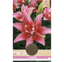 Cibule lilie ''Double Lady'' pro zahradu