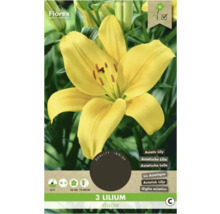 Žluté cibule lilií, vhodné do zahrad