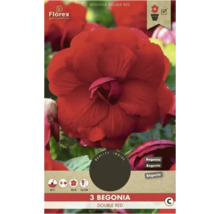 Florex Begonia Double Red, balení po třech