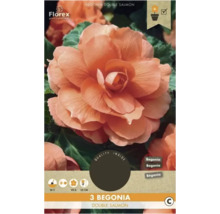 Balení tří dvojitých lososových begónií