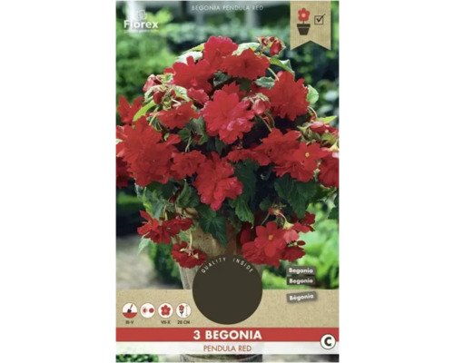 Begónie převislá Florex Begonia pendula 3 ks červená