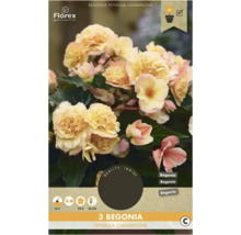 Balení 3 kusů Begonia Pendula Champagne