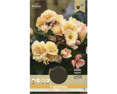 Begónie převislá Florex Begonia pendula 3 ks šampaň