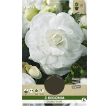 Tři kusy dvojité bílé begonie
