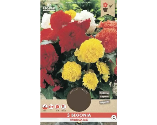 Begónie třepenitá Florex Begonia fimbriata mix 3 ks