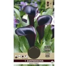 Zantedeschia Black Forest, také známá jako Calla