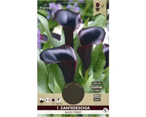 Kala Florex Zantedeschia 'Black Forest' 1 ks