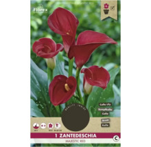 Balení kaly Zantedeschia Majestic Red
