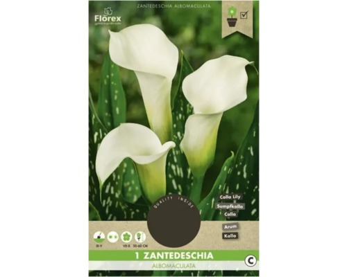 Kala Florex Zantedeschia 'Albomaculata' 1 ks