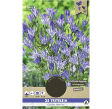 Balení Triteleia Queen Fabiola Kalifornský hyacint s dobou květu, výškou rostliny a informacemi o přívětivosti k hmyzu.