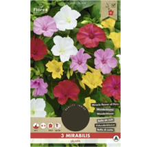 Balení Mirabilis Jalapa, také známá jako nocenka