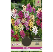 Květinové cibule Florex Ixia Mix, balení 20 kusů