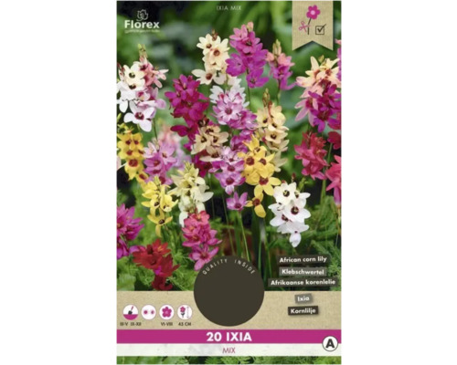 Duhovnice Florex Ixia mix 20 ks