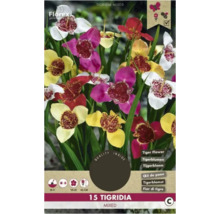 Balení tygřích květin smíšené