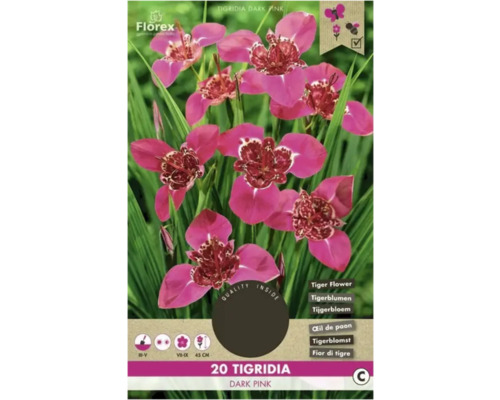 Tygřice Florex Tigridia 'Dark Pink ' 20 ks