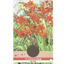 Balení cibulovin Crocosmia Fire King s patnácti kusy