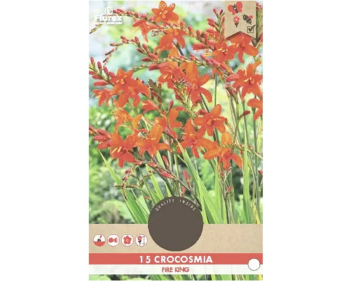 Montbrécie Florex Crocosmia 'Fire King' 15 ks