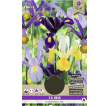 Florex Iris Hollandica Mix balení po 15 kusech